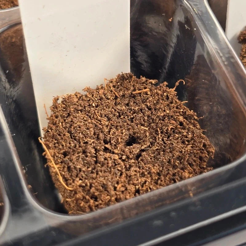 Aquager Grab & Grow Seed Starter Kit