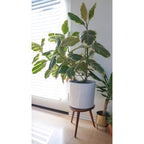Blumat Glass Watering Globe with Bottle Adapter