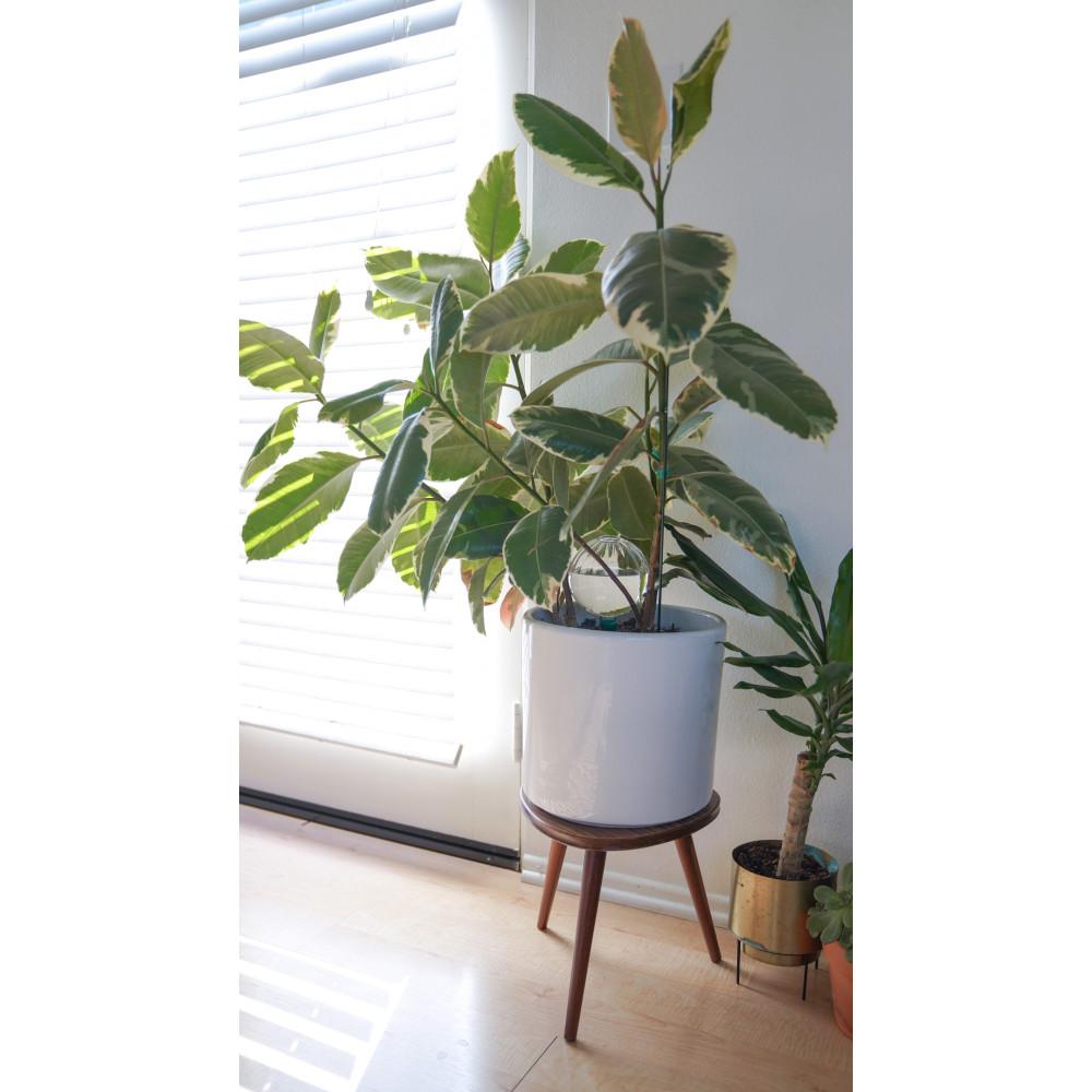Blumat Glass Watering Globe with Bottle Adapter