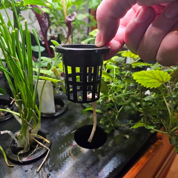 Aquager 2-Inch Hydroponic Net Pots — Set of 24