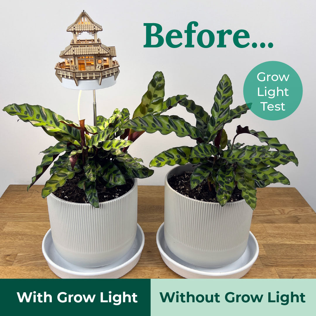 Tiny Treehouses Sunrise Terrace DIY Model Kit with Grow Light