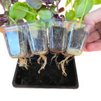 Aquager Grab & Grow Seed Starter Kit