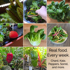 Aquager 24-Plant Indoor Hydroponic Garden Bundle