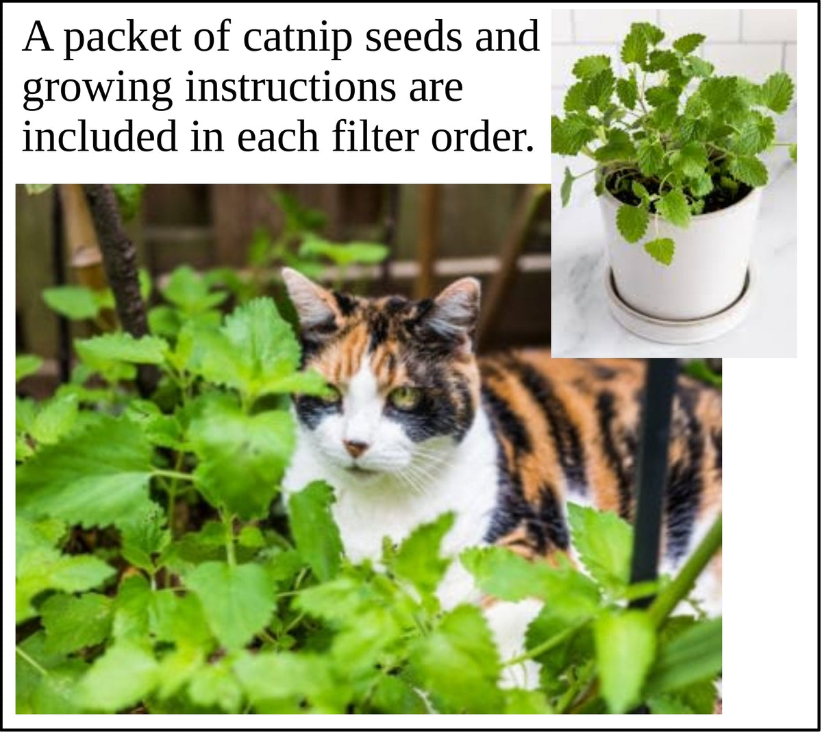 Purrified Air Purifier, Extra Filter & Wall Bracket Bundle